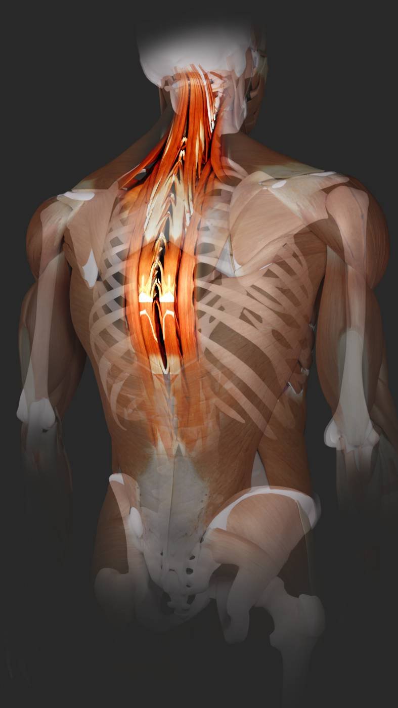 Muscles of the Back