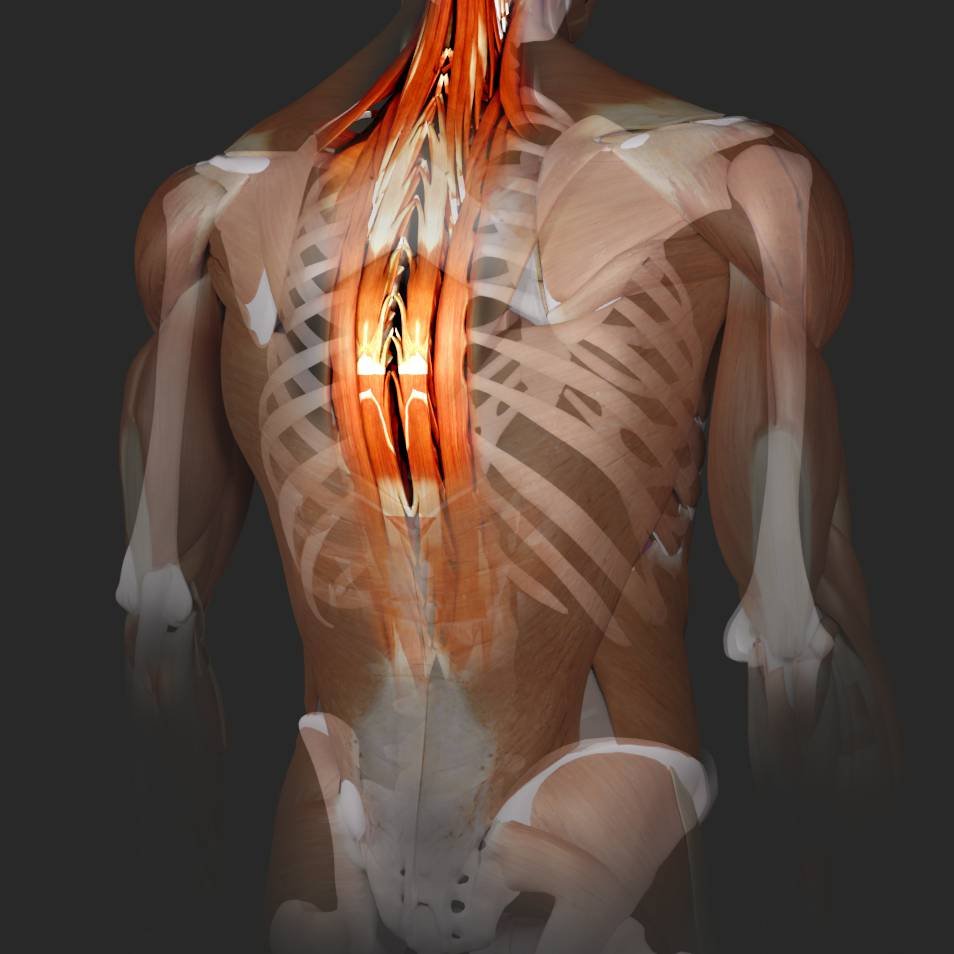 Muscles of the Back