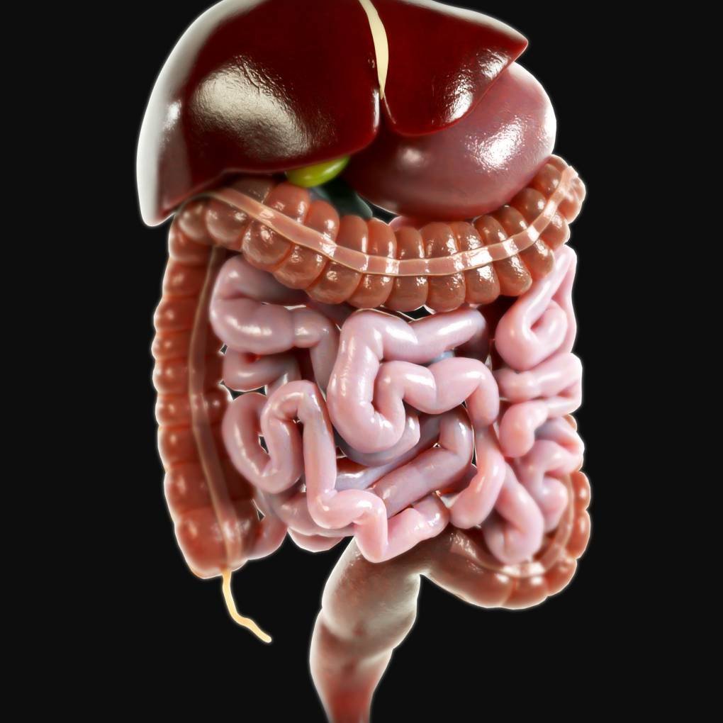 3D Render of human intestines
