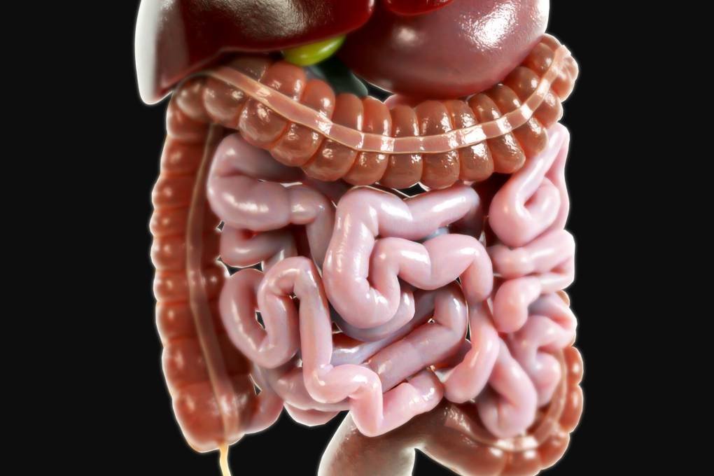 3D Render of human intestines